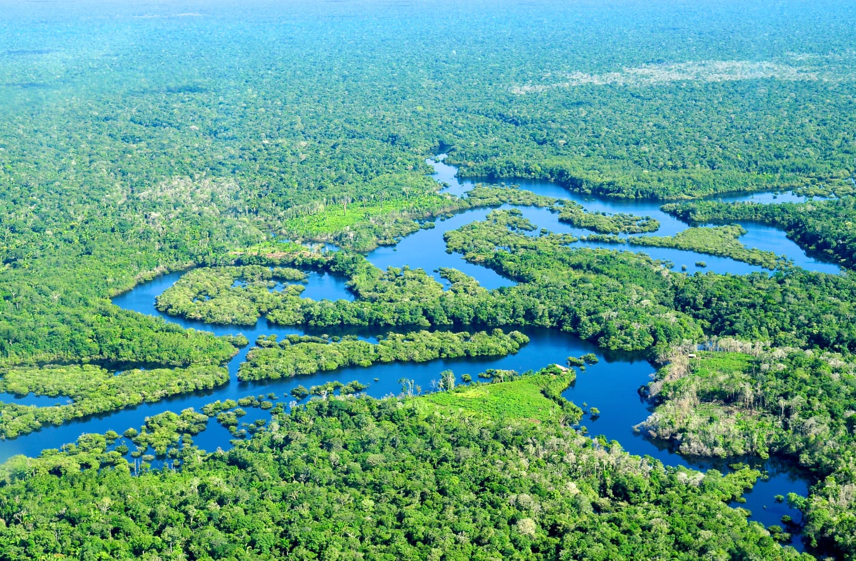 amazon rainforest